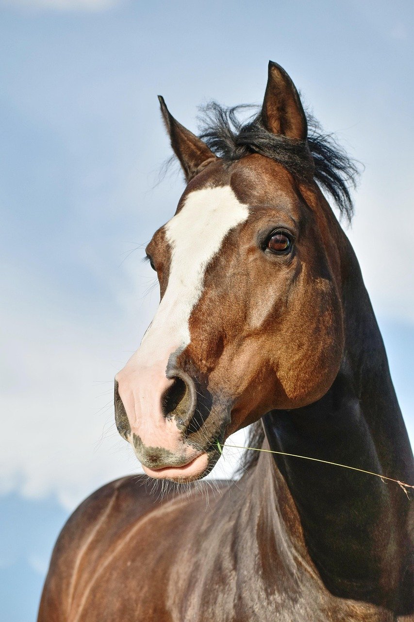 quarter horse, horse head, pferdeportrait, nature, brown, horse, quarter-horse, heaven